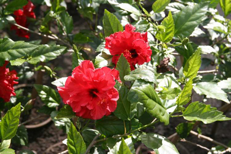 Fioriture estive: l'Hibiscus rosa-sinensis