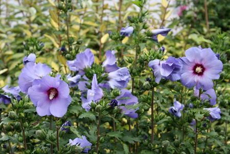 Hibiscus syriacus