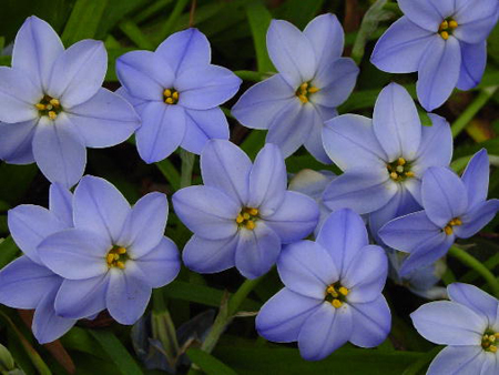 Ipheion