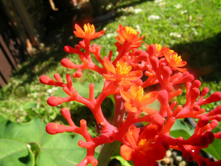 Jatropha podagrica