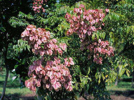 Koelreuteria paniculata