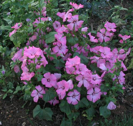 Lavatera trimestris