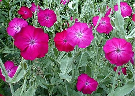 Lychnis