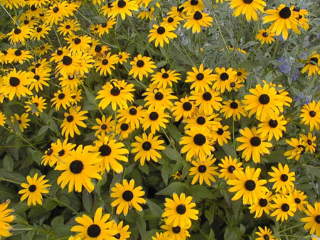 Rudbeckia