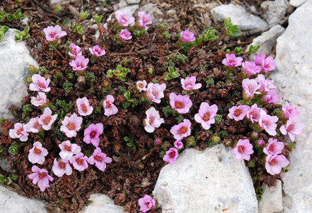 La Saxifraga, una pianta per il giardino roccioso
