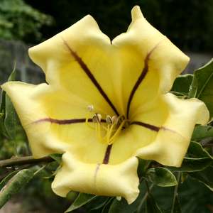 Solandra