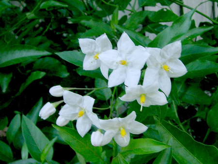 Solanum jasminoides