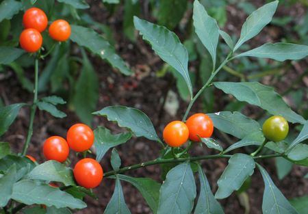Piante da appartamento: il Solanum pseudocapsicum