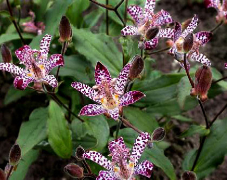 Tricyrtis