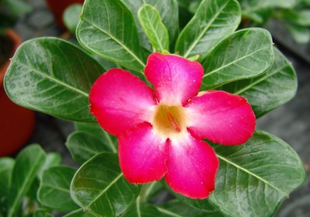 Adenium, la Rosa del deserto