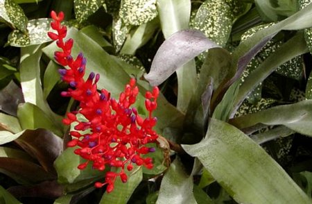 aechmea-fulgens