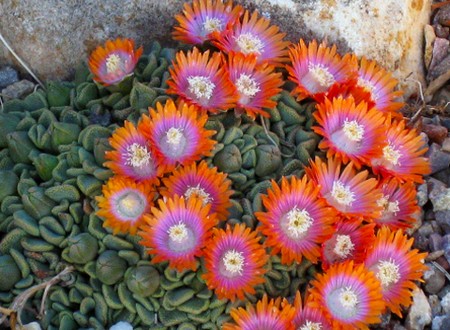 aloinopsis