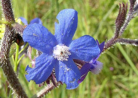 anchusa