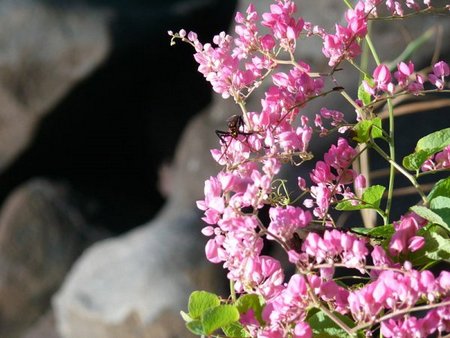 antigonon rampicante