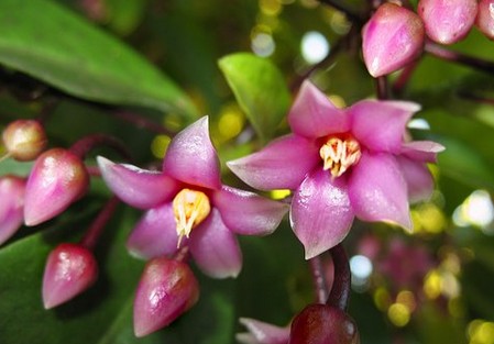 ardisia humilis