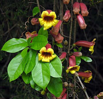 bignonia capreolata