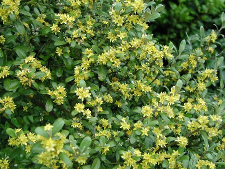 Corokia