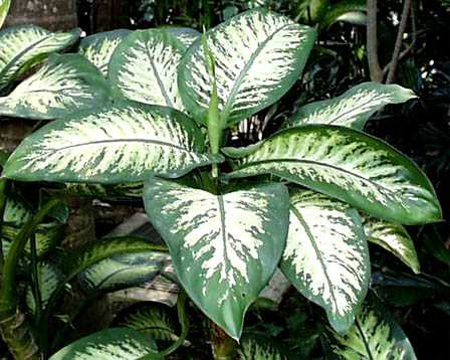 dieffenbachia