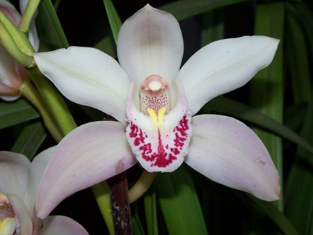 Come dividere le orchidee