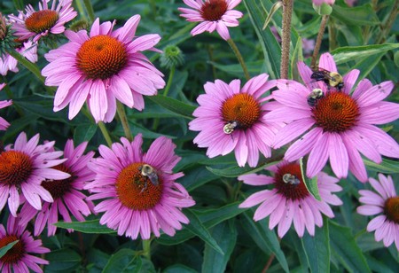 echinacea