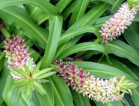 eucomis