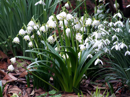 genere Leucojum