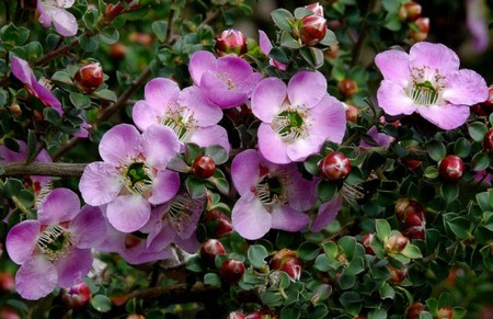 leptospermum