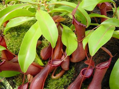 nepenthes ventrata