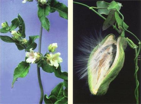 La pianta della seta (Araujia sericofera)