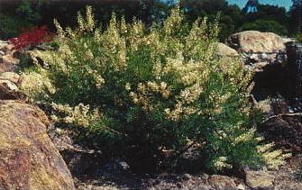 La pianta più vecchia del mondo si trova in Tasmania