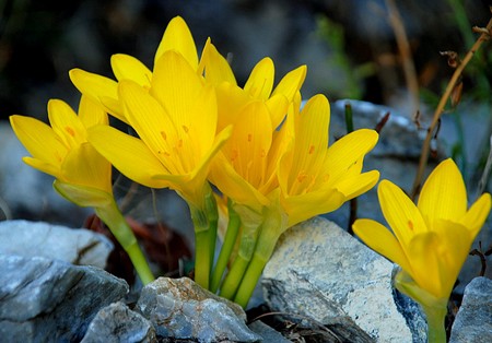 sternbergia