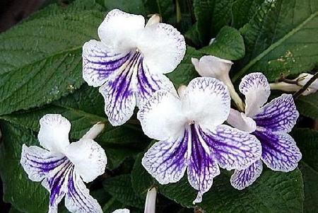 streptocarpus