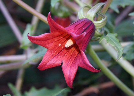 Canarina-canariensis