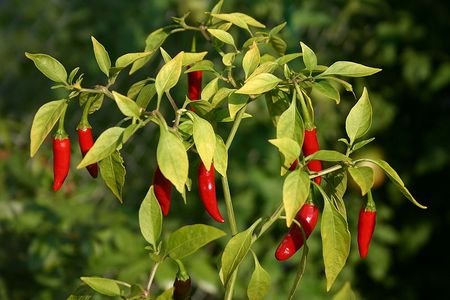 Capsicum frutescens