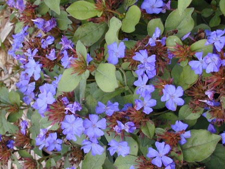 Ceratostigma