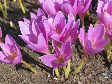 Colchicum_autumnale1