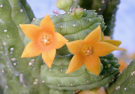 Piante grasse: l'Echidnopsis 