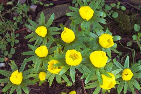 Eranthis cilicica