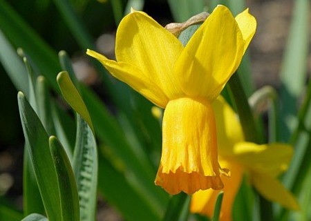 Bulbose da piantare in autunno: il Narcissus cyclamineus