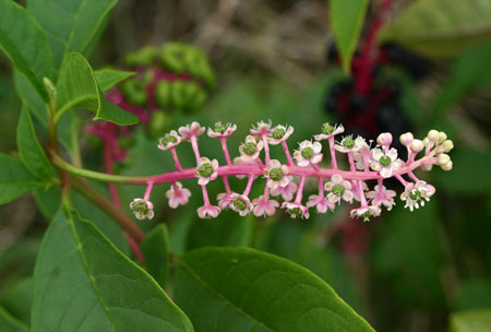 Phytolacca