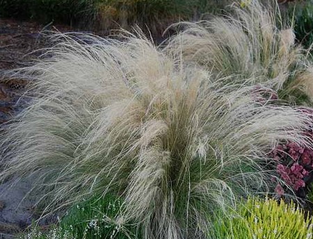 stipa tenuissima