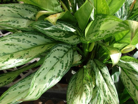 aglaonema