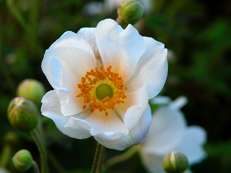 anemone giapponese