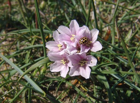 armeria marittima