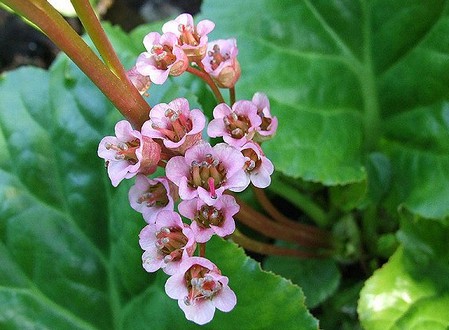 bergenia crassifolia