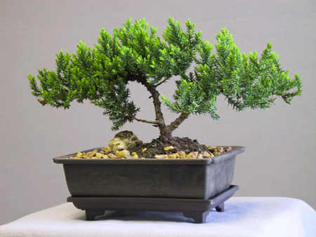 Le cure di settembre per i bonsai