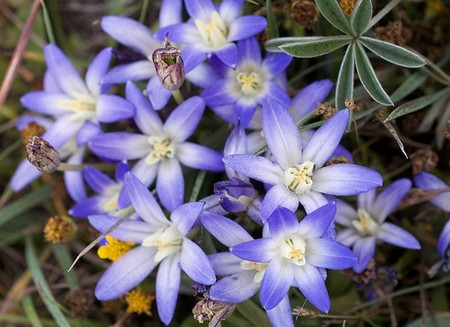 brodiaea