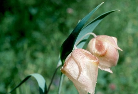 calochortus albus