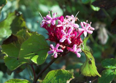 clerodendro