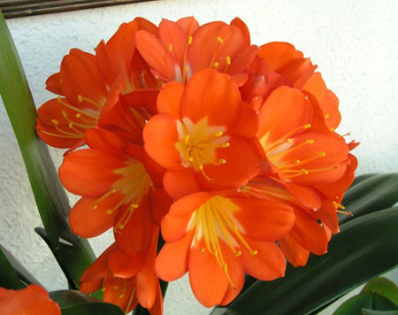 clivia cure